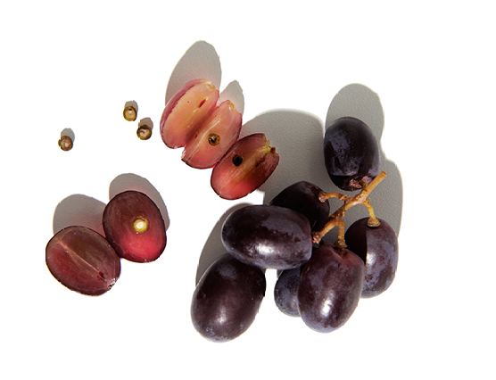 Découvrez la plante : Raisin